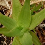 Aloe deltoideodonta v. fallax (Madagascar)